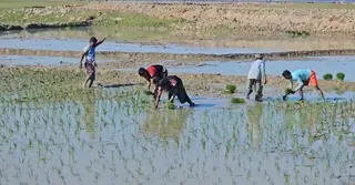 নেত্রকোণায় বোরোর আবাদ শুরু; ভালো ফলনের আশা চাষিদের